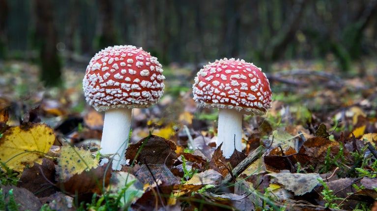 Fly Agaric (Amanita muscaria) at Shugborough Estate, Staffordshire